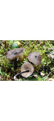 빛외대버섯 (Entoloma lampropus (Fr.) Hesle  > Entoloma corvinum (Kühn.) Noodel.)