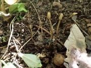 균핵꼬리버섯 (Scleromitrula shiraiana (Henn.) S. Imai)