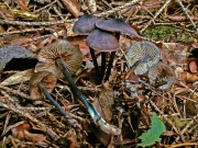 검정외대버섯 (Entoloma lepidissimum (Svrcek) Noordel.)