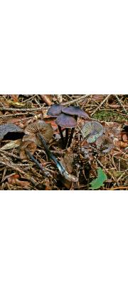검정외대버섯 (Entoloma lepidissimum (Svrcek) Noordel.)