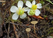 누더기방버섯 (Botryotinia ranunculi Henneb. & Groves)