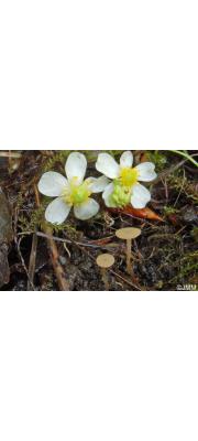 누더기방버섯 (Botryotinia ranunculi Henneb. &amp; Groves)