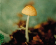 고목외대버섯 (Entoloma lignoputridum Corner & Horak)