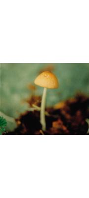 고목외대버섯 (Entoloma lignoputridum Corner &amp; Horak)