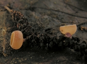 양주잔버섯(긴자루양주잔버섯) (Ciboria amentacea (Balb.) Fuckel)