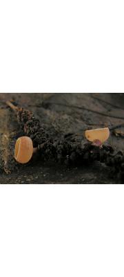 양주잔버섯(긴자루양주잔버섯) (Ciboria amentacea (Balb.) Fuckel)
