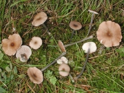 청갈색외대버섯 (Entoloma lividocyanulum (Kühn.) Moser)