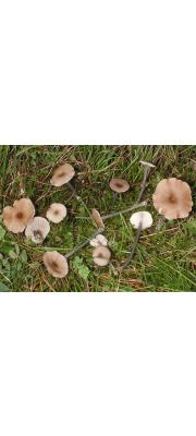 청갈색외대버섯 (Entoloma lividocyanulum (Kühn.) Moser)