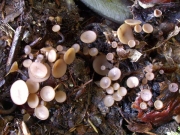 밤송이양주잔버섯(밤송이자루접시버섯) (Ciboria americana E.J. Durand  > Rutstroemia americana (Durand) White)