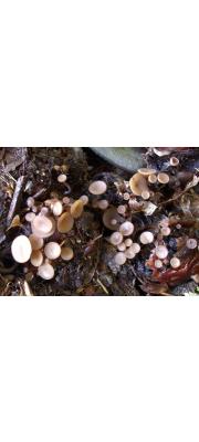 밤송이양주잔버섯(밤송이자루접시버섯) (Ciboria americana E.J. Durand  > Rutstroemia americana (Durand) White)