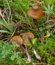 긴줄외대버섯 (Entoloma longistriatum (Peck) Noordel. 긴줄외대버섯 > Entoloma longistriatum var. sarcitulum (Ort.) Noordel.)
