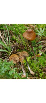 긴줄외대버섯 (Entoloma longistriatum (Peck) Noordel. 긴줄외대버섯 > Entoloma longistriatum var. sarcitulum (Ort.) Noordel.)