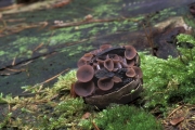 도토리양주잔버섯 (Ciboria batschiana (Zopf) N.H. Buchw)