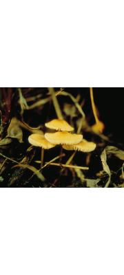 큰렌즈외대버섯 (Entoloma maleolens Horak)