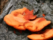 붉은덕다리버섯 (Laetiporus miniatus (Jungh.) Overeem 붉은덕다리버섯 > Laetiporus sulphureus var. miniatus (Jungh.) Imaz.)