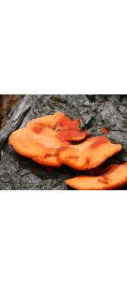 붉은덕다리버섯 (Laetiporus miniatus (Jungh.) Overeem 붉은덕다리버섯 > Laetiporus sulphureus var. miniatus (Jungh.) Imaz.)