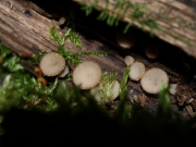 짧은자루양주잔버섯 (Ciboria peckiana (Cooke) Korf.)