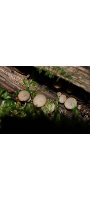 짧은자루양주잔버섯 (Ciboria peckiana (Cooke) Korf.)
