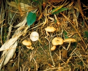 유방꼭지외대버섯 (Entoloma mammillatum (Murr.) Hesler  > Nolanea mammillata Murr.)