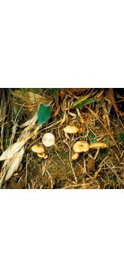 유방꼭지외대버섯 (Entoloma mammillatum (Murr.) Hesler  > Nolanea mammillata Murr.)