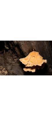 덕다리버섯(후막덕다리버섯) (Laetiporus sulphureus (Bull.) Murr.  > Laetiporus versisporus (Lloyd) Imaz.)