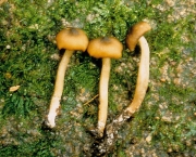 꿀외대버섯 (Entoloma melleipes (Murr.) Hesler  > Leptoniella melleipes Murr.)