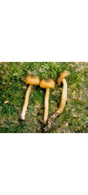꿀외대버섯 (Entoloma melleipes (Murr.) Hesler  > Leptoniella melleipes Murr.)