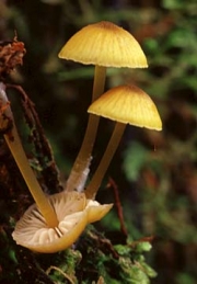 봉밀외대버섯 (Entoloma melleum E. Horak)