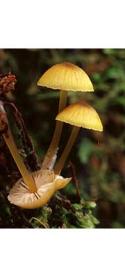 봉밀외대버섯 (Entoloma melleum E. Horak)