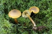 오목꿀버섯(작은겨자버섯) (Callistosporium luteo-olivaceum (Berk. & Curt.) Sing.)