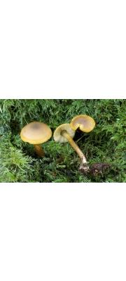 오목꿀버섯(작은겨자버섯) (Callistosporium luteo-olivaceum (Berk. &amp; Curt.) Sing.)