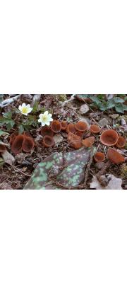 균핵술잔버섯 (Dumontinia tuberosa (Bull.) Kohn  > Sclerotinia tuberosa (Hedw.) Fuckel)
