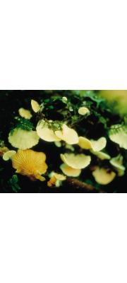 독외대버섯 (Entoloma mephiticum (Murr.) Hesler)