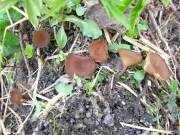 비듬째진버섯 (Dumontinia furfuracea (Roth) P. Karst.)