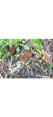 비듬째진버섯 (Dumontinia furfuracea (Roth) P. Karst.)
