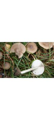 애백색외대버섯 (Entoloma minutoalbum Horak)