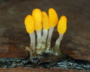 습지등불버섯 (Mitrula paludosa Fr.)