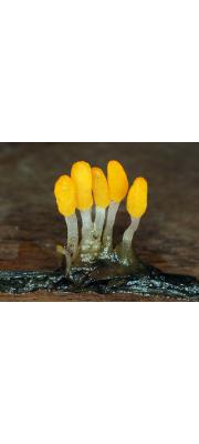 습지등불버섯 (Mitrula paludosa Fr.)