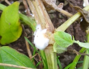균핵버섯(별빛균핵버섯) (Sclerotinia sclerotiorum (Lib.) de Bary)