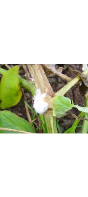 균핵버섯(별빛균핵버섯) (Sclerotinia sclerotiorum (Lib.) de Bary)