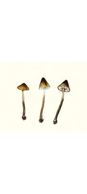 젖꼭지외대버섯 (Entoloma mycenoides (Hongo) Hongo  > Rhodophyllus mycenoides Hongo)