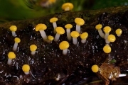 코털버섯 (Vibrissea truncorum (Alb. & Schw.) Fr.)