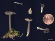 흑자색외대버섯(흑보라줄외대버섯) (Entoloma nigroviolaceum (Orton) Hesl.  > Entoloma nigroviolaceum (Orton) var. nigroviolaceum Hesl.  > Entoloma nigroviolaceum var. striatulum Hesl.)