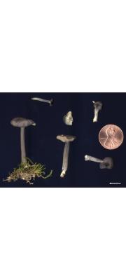 흑자색외대버섯(흑보라줄외대버섯) (Entoloma nigroviolaceum (Orton) Hesl.  > Entoloma nigroviolaceum (Orton) var. nigroviolaceum Hesl.  > Entoloma nigroviolaceum var. striatulum Hesl.)