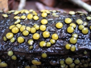 납작코털버섯 (Vibrissea flavovirens (Pers.) Korf & J.R. Dixon)
