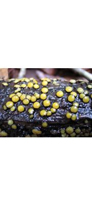 납작코털버섯 (Vibrissea flavovirens (Pers.) Korf &amp; J.R. Dixon)