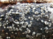 접시청회살갗버섯(흑갈색연한살갗버섯) (Tapesia fusca (Pers.) Fuckel >Mollisia fusca (Pers.) P. Karst.)