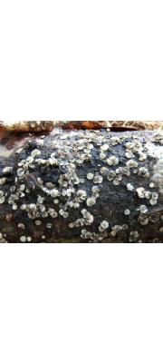 접시청회살갗버섯(흑갈색연한살갗버섯) (Tapesia fusca (Pers.) Fuckel >Mollisia fusca (Pers.) P. Karst.)