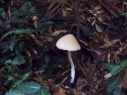 민꼭지외대버섯 (Entoloma omiense (Hongo) Horak  > Rhodophyllus omiensis Hongo)