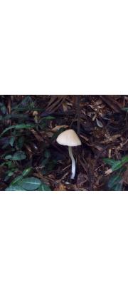 민꼭지외대버섯 (Entoloma omiense (Hongo) Horak  > Rhodophyllus omiensis Hongo)